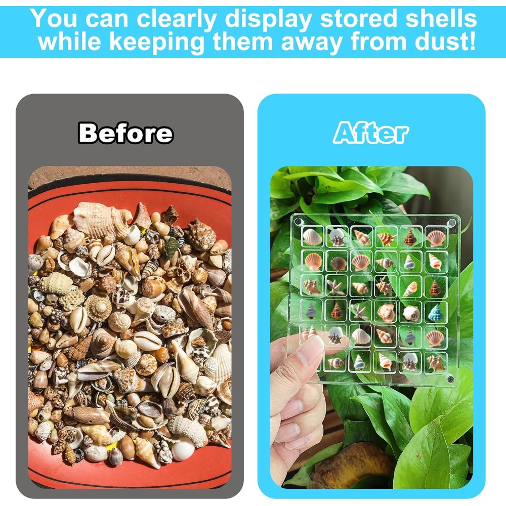 Clear Acrylic Magnetic Seashel – Display Case Acrylic Bewertung und Preis
